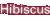 Hibiscus