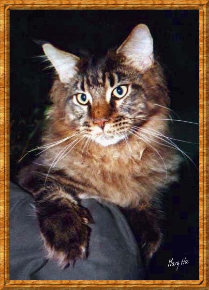 Mainecoonnorsk