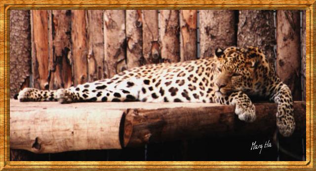 Leopardligger