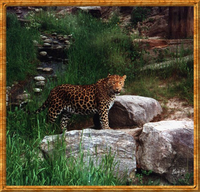 Leopardzoo01hems