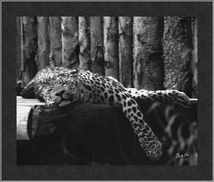 Leopardsover